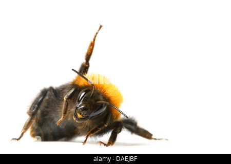 La danza aerobica Bumble Bee isolati su sfondo bianco Foto Stock