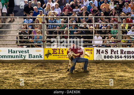 Steer evento di wrestling al rodeo, Cowtown, New Jersey, STATI UNITI D'AMERICA Foto Stock