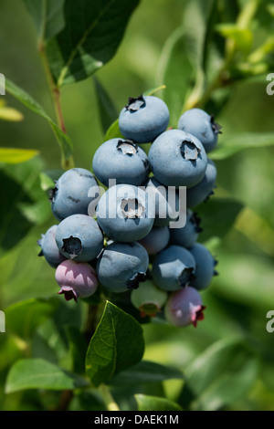 Mirtillo bush, New Jersey, STATI UNITI D'AMERICA Foto Stock