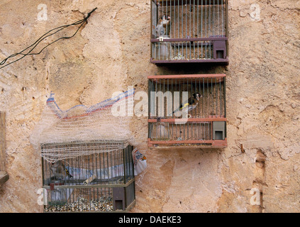 Eurasian cardellino (Carduelis carduelis), uccelli in gabbie in corrispondenza di un muro di casa, Spagna, Balearen, Maiorca Foto Stock