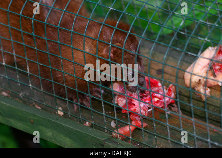 Visone europeo (Mustela lutreola), alla carne di esche vive nella trappola di cattura Foto Stock
