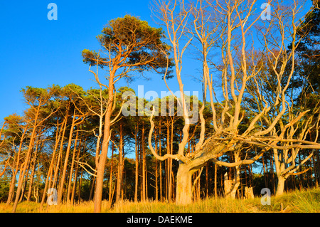 Comune di faggio (Fagus sylvatica), cresciuto weirdly faggi in corrispondenza di un bordo di una foresta di pini, Germania, Mecklenburg Vorpommern, Western Pomerania Area Laguna Parco Nazionale Foto Stock