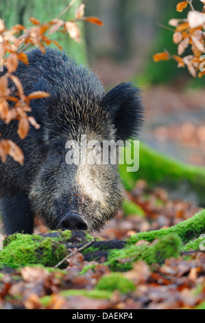 Il cinghiale, maiale, il cinghiale (Sus scrofa), in cerca di cibo a radici di muschio sul suolo della foresta, Germania Foto Stock