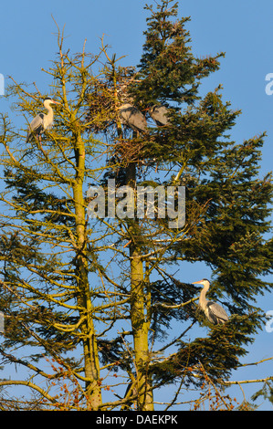 Airone cinerino (Ardea cinerea), colonia in un albero, Germania Foto Stock