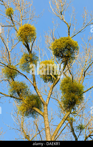 Vischio (Viscum album subsp. album), su un albero, Germania Foto Stock