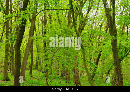 Foresta di primavera con un denso strato di erbe, Germania Foto Stock