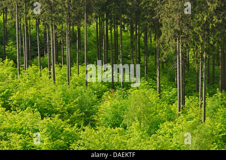 Abete (Picea abies), la foresta di conifere con giovani alberi decidous, Germania Foto Stock