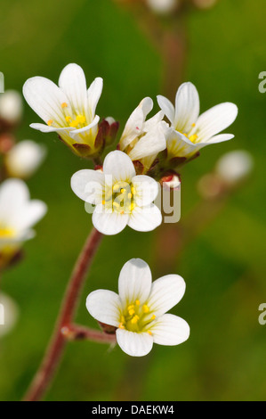 Prato sassifraga (Saxifraga granulata), infiorescenza, Germania Foto Stock