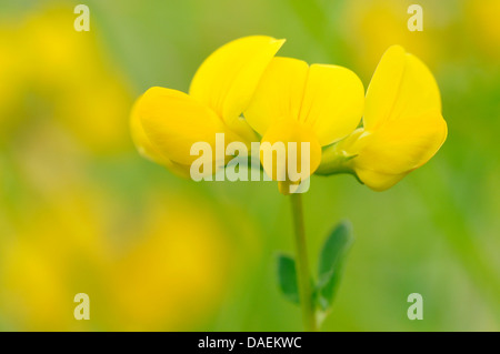 Common Bird's-piede (trifoglio Lotus corniculatus), infiorescenza, Germania Foto Stock