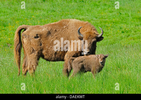 Il bisonte europeo, wisent (Bison bonasus), pianura wisent mucca con vitello, Germania Foto Stock