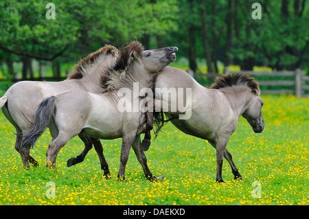 Tarpan (Equus ferus gmelini, Equus gmelini), indietro il tentativo di allevamento dell'estinto il Wild Horse sottospecie incrociando diverse razze di cavallo. Tre mares combattere su un pascolo, Germania Foto Stock