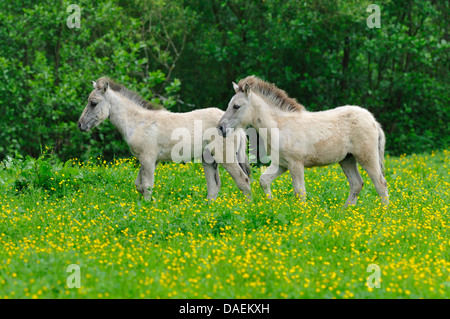 Tarpan (Equus ferus gmelini, Equus gmelini), razza torna tentativo dell'estinto il Wild Horse sottospecie incrociando diverse razze di cavallo. Due puledri su un pascolo, Germania Foto Stock