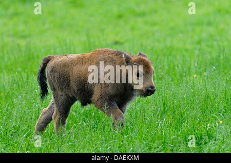 Il bisonte europeo, wisent (Bison bonasus), giovani wisent bull in un prato, Germania Foto Stock