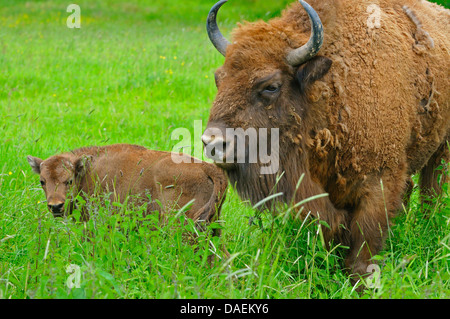 Il bisonte europeo, wisent (Bison bonasus), pianura wisent mucca con vitello in piedi in erba alta, Germania Foto Stock