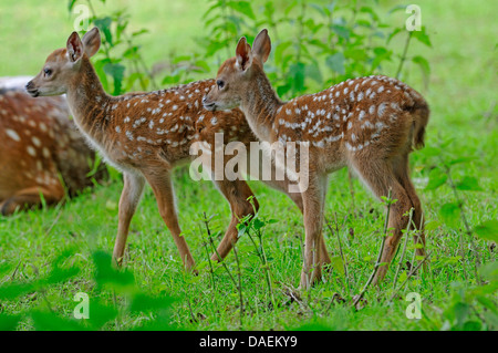 Dybowski Sika (Cervus nippon dybowskii, Cervus nippon hortulorum), due cerbiatti in un prato, Germania Foto Stock