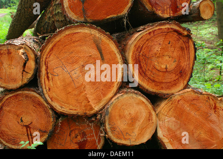Abete (Picea abies), la pila di tronchi di conifere, Germania Foto Stock