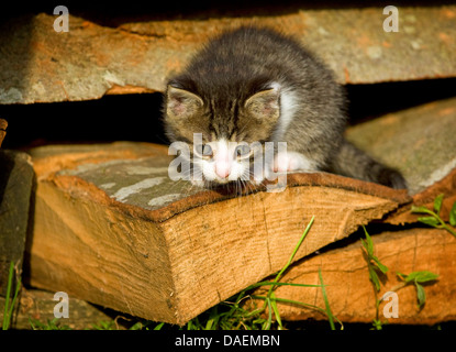 Il gatto domestico, il gatto di casa (Felis silvestris f. catus), 4 settimane vecchio cucciolo seduto su un woodpile, Germania Foto Stock