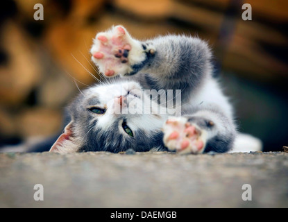 Il gatto domestico, il gatto di casa (Felis silvestris f. catus), il gatto di casa di stiramento e di mettere le zampe, Germania Foto Stock