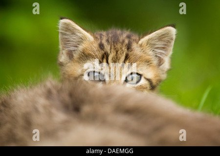 Il gatto domestico, il gatto di casa (Felis silvestris f. catus), gattino il peering da dietro la madre, Germania Foto Stock