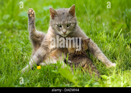 Il gatto domestico, il gatto di casa (Felis silvestris f. catus), cat succhiare il suo kitty, Germania Foto Stock