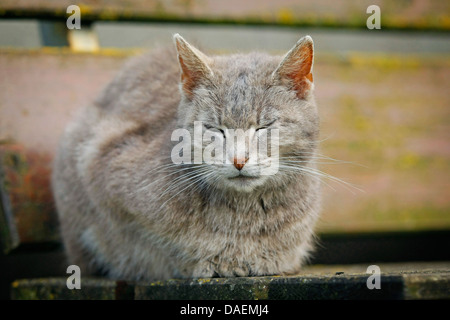 Il gatto domestico, il gatto di casa (Felis silvestris f. catus), grigio a strisce sleepy su un banco, Germania Foto Stock