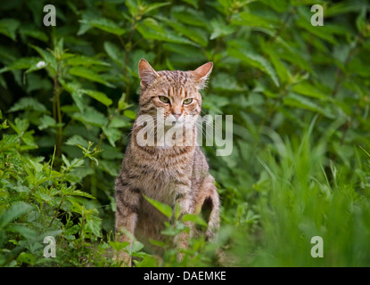 Il gatto domestico, il gatto di casa (Felis silvestris f. catus), marrone striato tomcat tra le ortiche, Germania Foto Stock