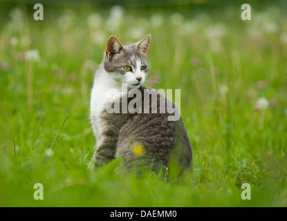 Il gatto domestico, il gatto di casa (Felis silvestris f. catus), grigio e bianco gatto in un prato che si guarda intorno, Germania Foto Stock