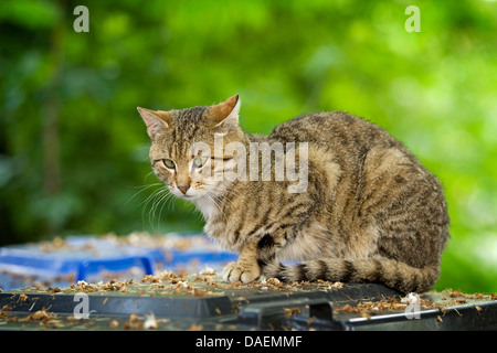 Il gatto domestico, il gatto di casa (Felis silvestris f. catus), seduto su un cestino della spazzatura, Germania Foto Stock