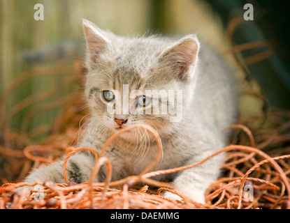 Il gatto domestico, il gatto di casa (Felis silvestris f. catus), grigio gattino in un cestello, Germania Foto Stock