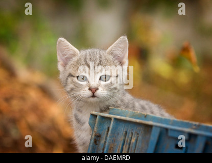 Il gatto domestico, il gatto di casa (Felis silvestris f. catus), il ritratto di un gattino grigio, Germania Foto Stock