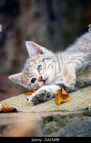 Il gatto domestico, il gatto di casa (Felis silvestris f. catus), gattino gioca con foglie di autunno, Germania Foto Stock