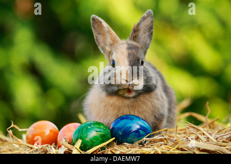 Coniglio nano (oryctolagus cuniculus f. domestica), seduto sulla paglia con colorfully dipinte di gallina uova, Germania Foto Stock