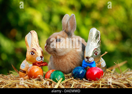 Coniglio nano (oryctolagus cuniculus f. domestica), seduto sulla paglia con cioccolato conigli pasquali e dipinte in maniera colorata di gallina uova, Germania Foto Stock