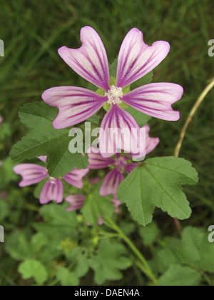 Comune di malva, blu di malva, alta malva, alta cheeseweed (Malva Sylvestris), di fiori e foglie, in Germania, in Renania settentrionale-Vestfalia Foto Stock