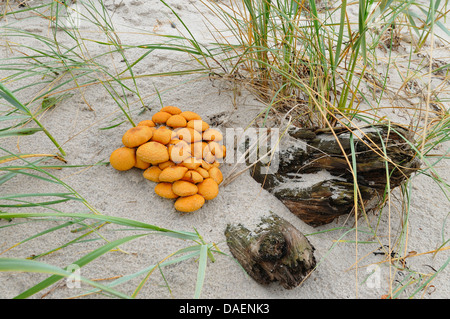 Golden scalycap (Pholiota aurivella, Pholiota cerifera), sul legno morto sulla spiaggia, Germania, Meclemburgo-Pomerania, Western Pomerania Area Laguna Parco Nazionale Foto Stock