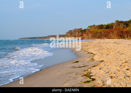 Vista panoramica nel Vorpommersche Boddenlandschaft National Park lungo la spiaggia di sabbia del mar Baltico, Germania, Meclemburgo-Pomerania, Nationalpark Vorpommersche Boddenlandschaft Foto Stock