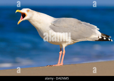 Aringa gabbiano (Larus argentatus), seduto sulla spiaggia chiamando, Germania Foto Stock