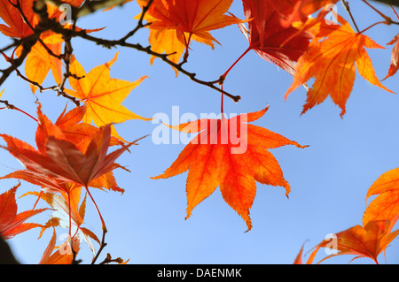 Noce satinato, dolce di gomma, gomma rossa (Liquidambar styraciflua), foglie di autunno contro il cielo blu, Germania Foto Stock