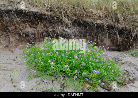 Unione searocket, mare rocket (Cakile maritima), fioritura sulla spiaggia, Germania, Meclemburgo-Pomerania, Western Pomerania Area Laguna Parco Nazionale Foto Stock