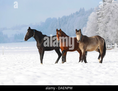 Cavalli domestici (Equus przewalskii f. caballus), gruppo di 2 anni warmbloods in inverno su un paddock, Svizzera Foto Stock