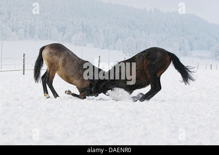 Cavalli domestici (Equus przewalskii f. caballus), due giovani stalloni combattimenti scherzosamente, Svizzera Foto Stock