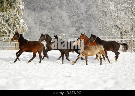 Cavalli domestici (Equus przewalskii f. caballus), gruppo di warmbloods in inverno su un paddock, Svizzera Foto Stock