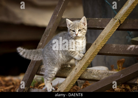 Il gatto domestico, il gatto di casa (Felis silvestris f. catus), arrampicata su una cremagliera in legno, Germania Foto Stock