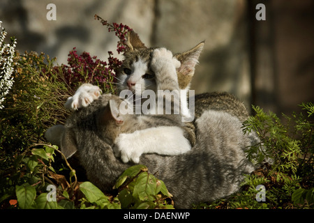 Il gatto domestico, il gatto di casa (Felis silvestris f. catus), due gatti combattimenti nel giardino, Germania Foto Stock