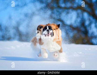 San Bernardo cane (Canis lupus f. familiaris), cucciolo in esecuzione su un prato nevoso, Germania Foto Stock