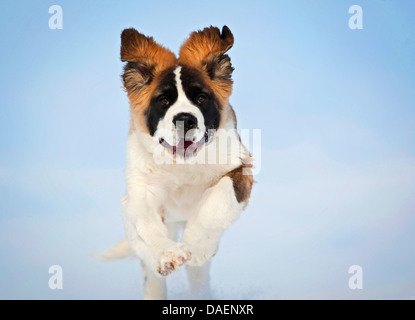 San Bernardo cane (Canis lupus f. familiaris), cucciolo in esecuzione su un prato nevoso, Germania Foto Stock