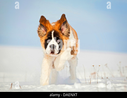 San Bernardo cane (Canis lupus f. familiaris), cucciolo in esecuzione su un prato nevoso, Germania Foto Stock