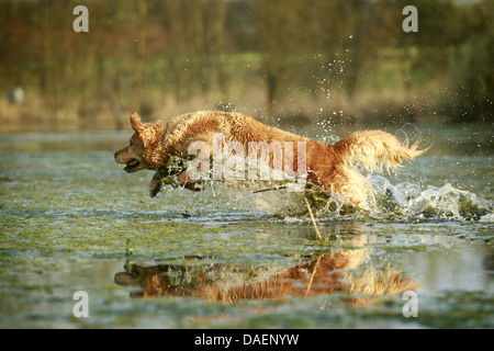 Golden Retriever (Canis lupus f. familiaris), saltare in un stagno, Germania Foto Stock