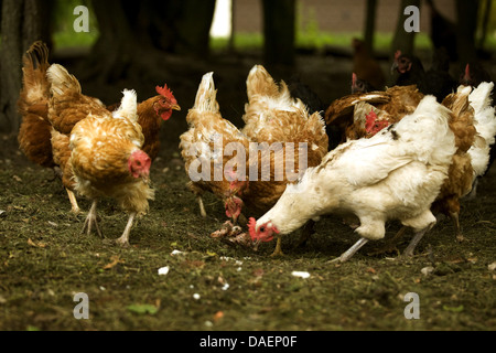 Galli e galline (Gallus gallus f. domestica), i polli ruspanti pawing e becchettare per alimentazione, Germania Foto Stock