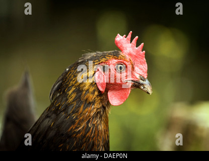 Galli e galline (Gallus gallus f. domestica), il ritratto di un nero-brown hen, Germania Foto Stock